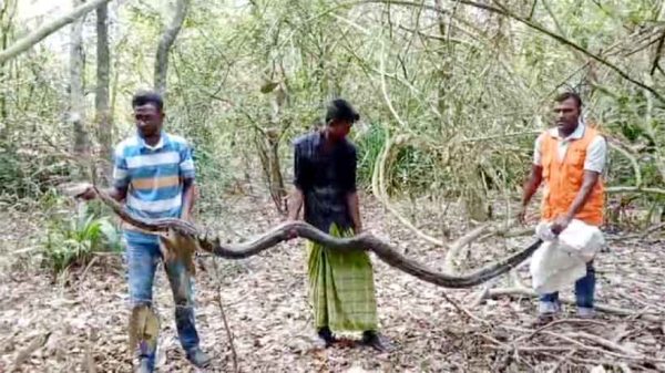 বাগেরহাটে কৃষকের ধানক্ষেতে আতঙ্ক উদ্ধার বিশাল অজগর
