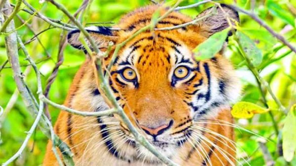 মধু সংগ্রহে গিয়ে বাঘের আক্রমণ - গুরুতর আহত মৌয়াল বাবলু